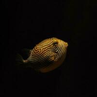 Puffer Fisch schwebend im das dunkel Meer foto