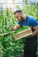 Bauern sind inspizieren und Schneiden Hanf Pflanzen. zu Forschung Alternative medizinisch Cannabis. gemacht in cbd Auszüge. Droge Marihuana Unkraut. foto