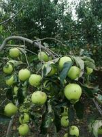 Apfel Baum im das Garten foto