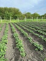 Kartoffeln sind gewachsen im Landwirtschaft. Betten von jung Kartoffeln. Gemüse Ernte. Garten Frühling, sonnig Wetter. Natur und Himmel foto