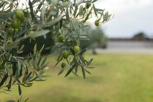 jung Grün Oliven hängen auf Geäst gegen ein Olive Hain Hintergrund foto