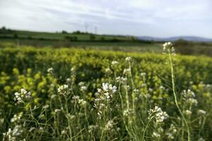 Gänseblümchen auf dem Feld foto