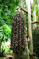 acai Beeren Früchte auf Palme Baum im tropisch Garten und Regenwald. foto