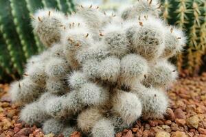 Blühen wenig rot Blumen auf Mammillaria Bocasana Kakteen im Wüste Pflanzen und Kaktus auf braun Bimsstein Stein Garten. foto