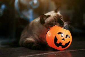 lächelnd Halloween Kürbis Kopf und glücklich Siam Katze auf hölzern Fußboden im natürlich Schatten und Sonnenlicht. Halloween Urlaub Konzept. foto