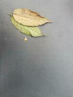 zwei trocken Blätter, einer braun und einer immer noch grünlich, auf ein Matte. foto