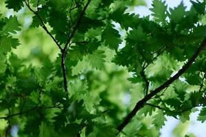 schön frisch Frühling Grün Blätter von das Eiche Baum auf das Geäst gegen das Blau Himmel foto