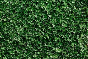 jung Sommer- Kleeblatt Gras und Mikroklee Nahaufnahme, Begrünung das Umfeld, Sommer- Sonnenlicht auf das Blätter foto