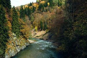 Herbst Wald Landschaft Bäume Natur frisch Luft foto