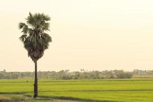 Palme wächst in der Reisfarm mit einer Landschaft des ländlichen Lebens im Hintergrund foto