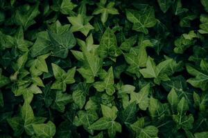 Foto von dunkel launisch Grün Blätter Textur Hintergrund mit nett Muster. sauber Umfeld. organisch natürlich Hintergrund.