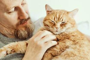 bärtig Mann umarmen und streicheln Ingwer Katze Nahansicht. selektiv Fokus auf Katze Schnauze foto