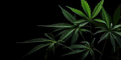 ai generiert. ai generativ. Foto Makro Schuss von realistisch Cannabis Blätter auf dunkel launisch schwarz Hintergrund. können Sein benutzt zum Medizin Beförderung oder Grafik Design. Grafik Kunst