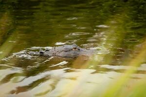 Alligator schwebend durch foto