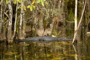 Schlafen Alligator im Wasser foto