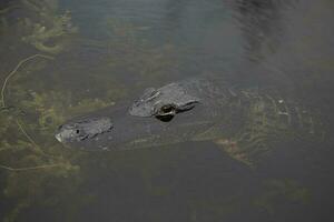 Alligator schwebend durch foto