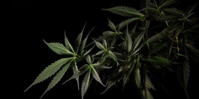 ai generiert. ai generativ. Foto Makro Schuss von realistisch Cannabis Blätter auf dunkel launisch schwarz Hintergrund. können Sein benutzt zum Medizin Beförderung oder Grafik Design. Grafik Kunst