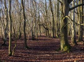 Winter in den Wäldern bei Skipwith Common North Yorkshire England foto