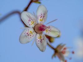 Nahaufnahme einer einzelnen Londoner Stolzblume mit einem blauen Hintergrund foto