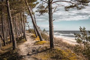 Wald an der Ostseeküste und Sanddünen mit Kiefern foto