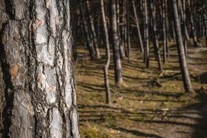 Wald an der Ostseeküste und Sanddünen mit Kiefern foto