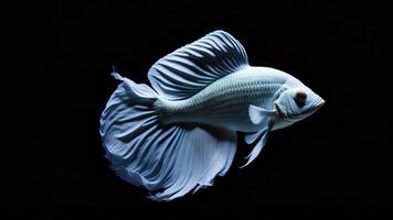 Weiß Siamese Kampf Fisch ai generiert foto