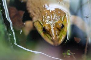 grüner Frosch in einem Teich foto