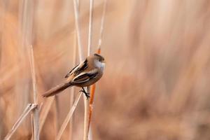 bärtiger Schilf Panurus Biarmicus foto