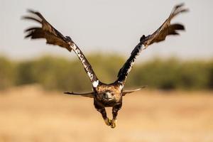 spanischer kaiseradler aquila adalberti foto