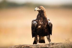 spanischer kaiseradler aquila adalberti foto