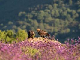 Bussard Buteo Buteo foto