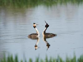 Haubentaucher podiceps cristatus foto