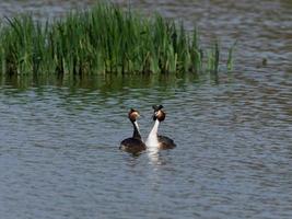 Haubentaucher podiceps cristatus foto