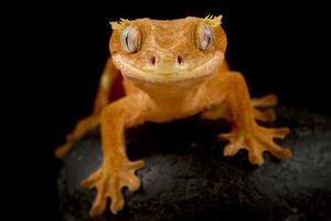 Haubengecko korrelophus ciliatus foto