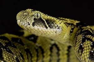 äthiopischer Bergaddierer bitis parviocula foto