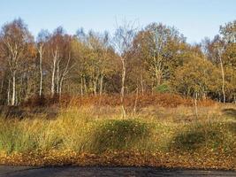 Wintervegetation in Skipwith Common Nature Reserve North Yorkshire England foto