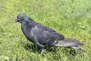 Porträt einer grauen Taube auf dem grünen Gras foto