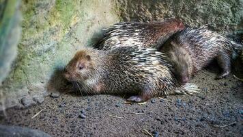 ein Bündel von Igel auf ein brechen, ein Igel beim das Zoo foto