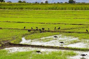 Herde von Phimosus infuscatus Fütterung im ein Reis Feld im das Tal del cauca Region von Kolumbien foto
