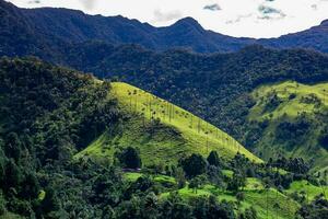 Aussicht von das schön Wolke Wald und das quindio Wachs Palmen beim das Kokos Senke gelegen im Salento im das quindio Region im Kolumbien. foto