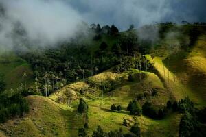 Aussicht von das schön Wolke Wald und das quindio Wachs Palmen beim das Kokos Senke gelegen im Salento im das quindio Region im Kolumbien. foto