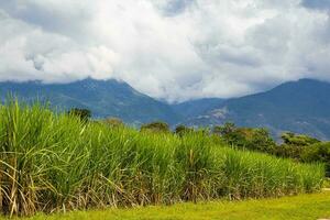 Aussicht von ein Zucker Stock Feld und das paramo de las hermosas Berge beim das Tal del cauca Region im Kolumbien foto