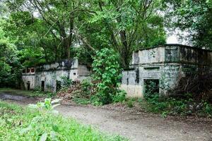 Bäume und Wurzeln wachsend Über ein aufgegeben Haus im armero Stadt, Dorf nach 37 Jahre von das Tragödie verursacht durch das Nevado del Ruiz Vulkan im 1985 foto