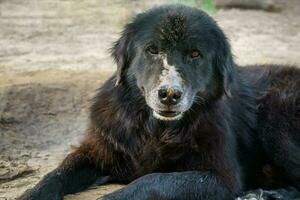 ein sehr alt Hund mit schwarz Pelz hat ein Prellung auf das Nase fällig zu Moskito beißt. Sitzung auf das Boden im das Landschaft foto