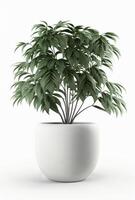 Zimmerpflanze im Topf isoliert Weiß Hintergrund, Innere Design, botanisch Konzept. generativ ai foto