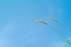selektiver Fokus von Grasblumen mit blauem Himmel im Hintergrund an einem sonnigen Tag. foto