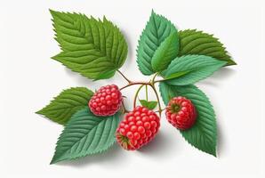 Himbeeren mit Blätter isoliert auf Weiß Hintergrund. generativ ai foto