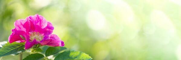 Frühling blühen Banner mit sonnendurchflutet Rosa Hagebutte Blume schließen oben auf verschwommen Grün mit Sonne Blendung. foto