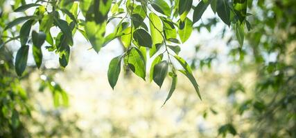 Grün Blätter auf verschwommen Grün Hintergrund im Garten. Banner. Kopieren Raum. selektiv Fokus. foto