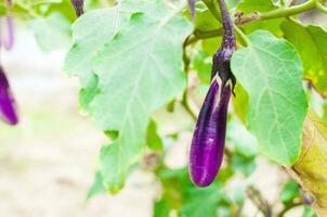 reif Aubergine lila auf Baum im ein Garten foto